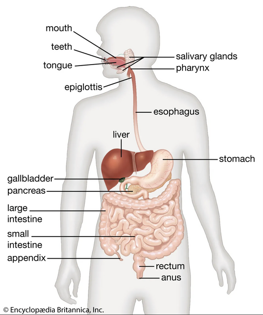 Digestion 101