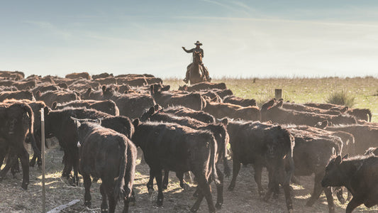 The Complex Story of Grass-Finished vs. Grain-Finished Beef in Regenerative Ranching