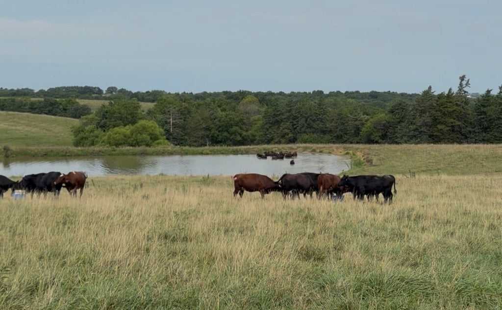 AMERICA IS IMPORTING MORE BEEF. ~ DO YOU KNOW WHERE YOURS COMES FROM?
