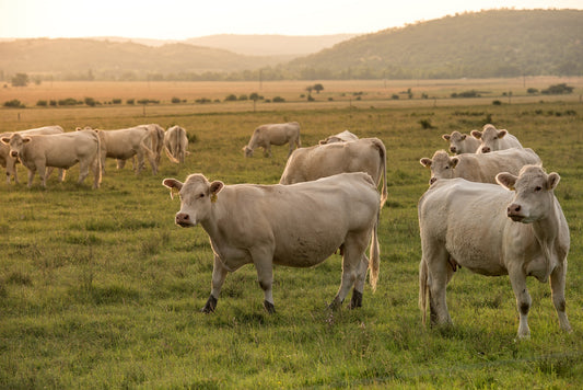 The Nutritional and Environmental Benefits of Grass-Fed Beef