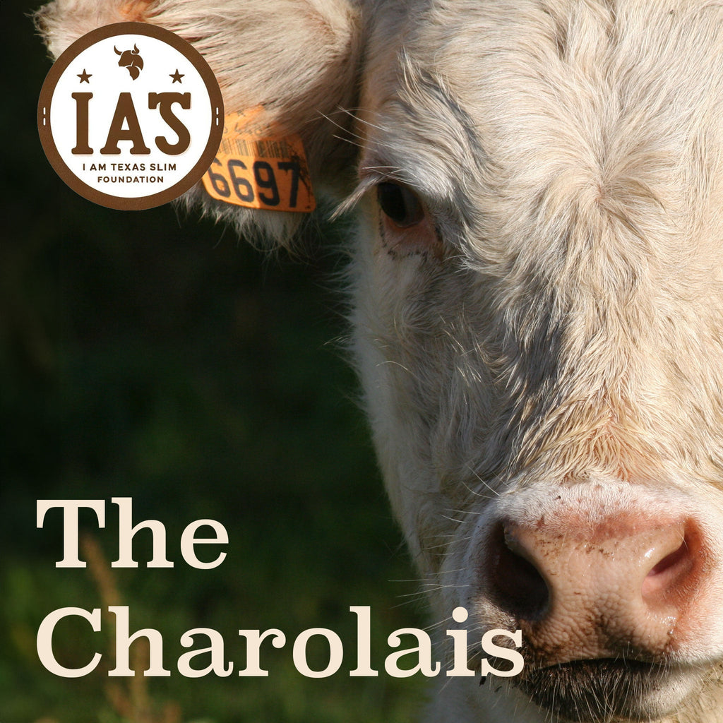 The Charolais (Sponsorship)