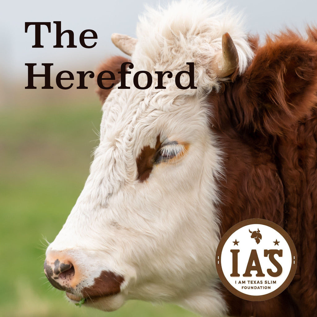 The Hereford (Sponsorship)