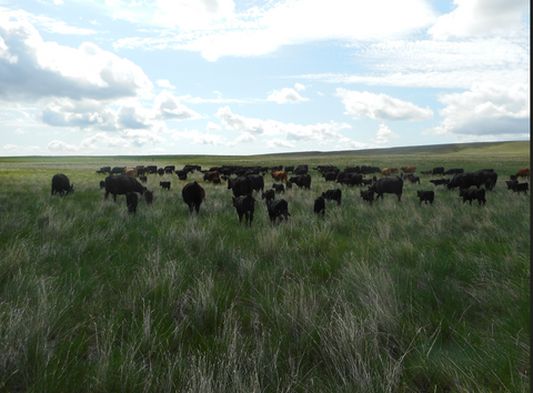 Taste the Difference T Bar J Ranch Beef Bundle – 25 lbs of All-Natural Montana Beef + $200 Beef Bucks